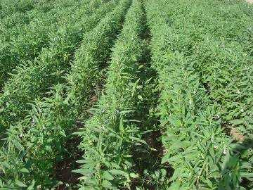 سطح زیر کشت کنجد در دره شهر ۱۵ درصد افزایش یافت