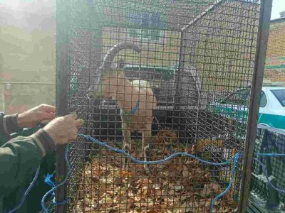 کشف و ضبط یک رأس کَل وحشی در ایلام