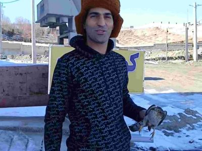 رهاسازی پرنده شکاری در طبیعت+فیلم