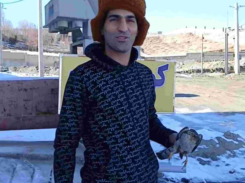رهاسازی پرنده شکاری در طبیعت+فیلم
