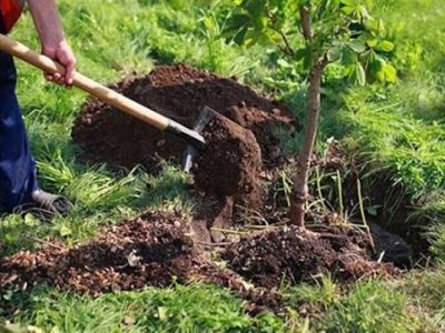 کاشت۸۰۰ هزار نهال جنگلی در پهنه‌های طبیعی ایلام 