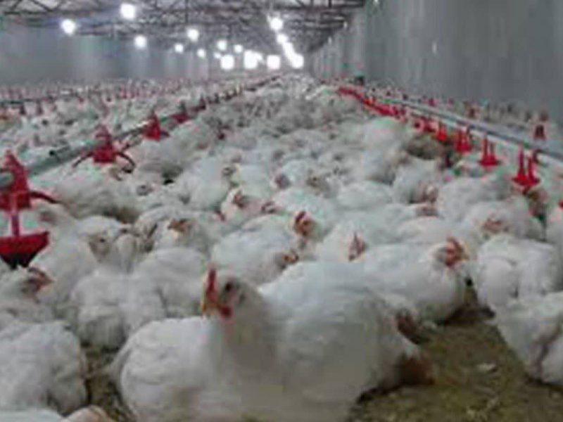 محکومیت ۱۲۲ میلیاردی عرضه‌کنندگان غیرمجاز مرغ در ایلام