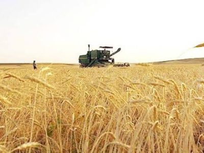 آغاز برداشت و خرید تضمینی گندم در ایلام/ افزایش ۳۰ درصدی تولید نسبت به سال گذشته