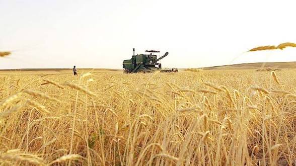 آغاز برداشت و خرید تضمینی گندم در ایلام/ افزایش ۳۰ درصدی تولید نسبت به سال گذشته