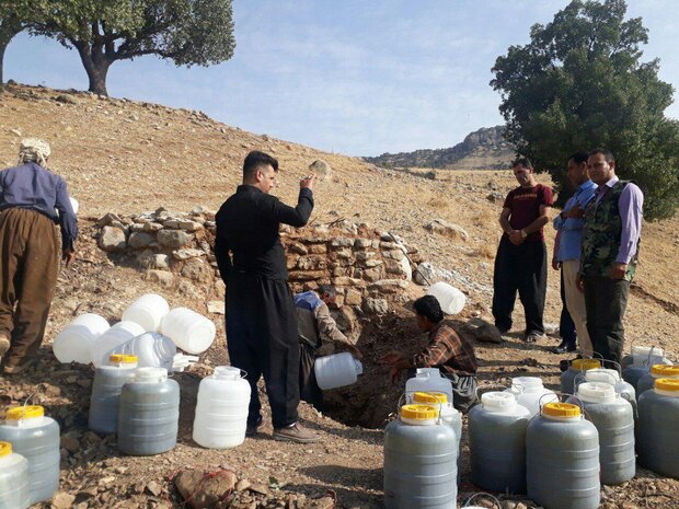 بهرهبرداران محصول سقز در استان ایلام را دریابید/مجوز بهرهبرداری صادر کنید