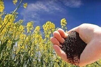 فعالیت هشت مرکز خرید کلزا در سطح ایلام