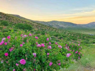 تولید سالانه ۵۰ تن گل محمدی در استان ایلام