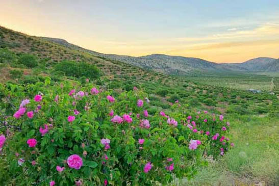 تولید سالانه ۵۰ تن گل محمدی در استان ایلام