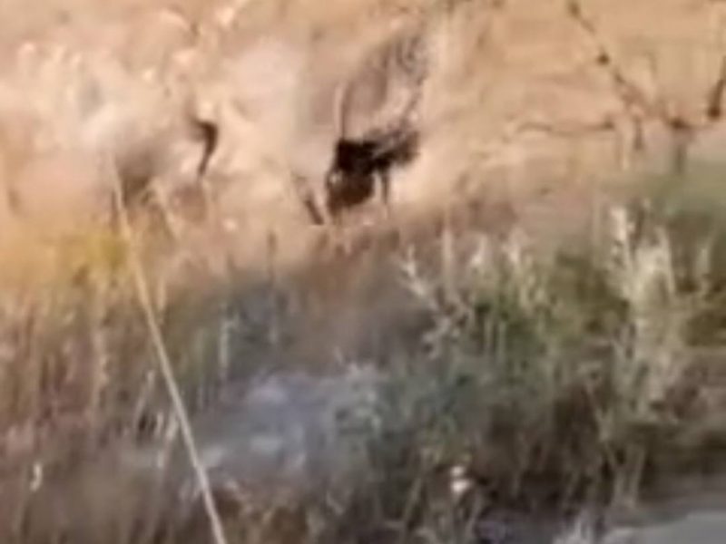 مدیر منابع طبیعی صالحآباد در نبرد با آتش مصدوم شد+فیلم