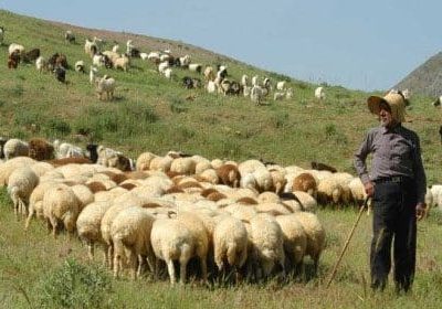 بهره‌مندی بیش از ۱۲۰۰ خانوار ایلامی از خدمات بیمه‌های اجتماعی کمیته امداد