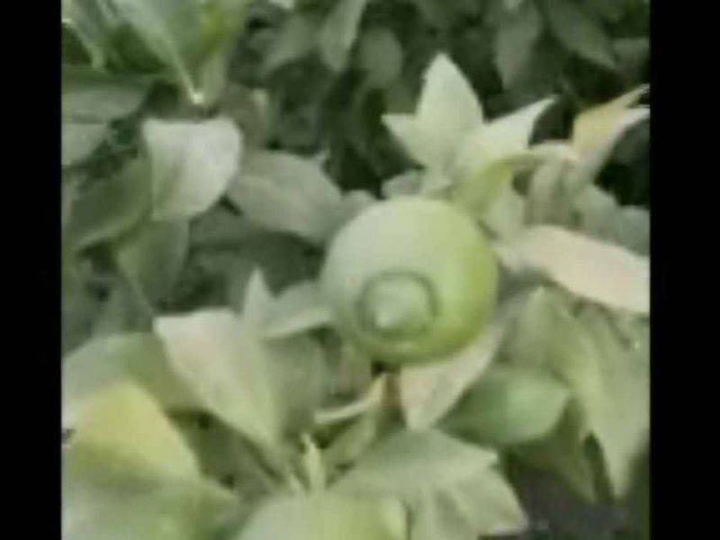 کجای این باغ‌ها خانه ایجاد شده است!؟+فیلم